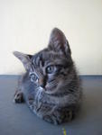 Blackie - Tabby Cat