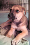 PF22652 - Mixed Breed Dog