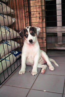 PF22653 - Mixed Breed Dog
