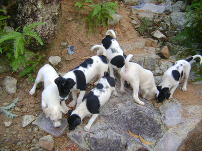 Puppies Of Mixed Gender - Mixed Breed Dog