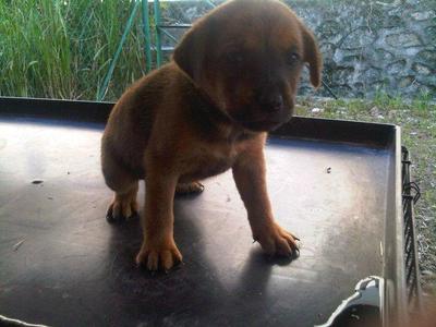 Puppy For Adoption! - Mixed Breed Dog