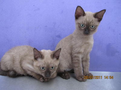 PF22679 - Siamese + Domestic Short Hair Cat