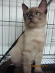 PF22679 - Siamese + Domestic Short Hair Cat