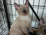 PF22679 - Siamese + Domestic Short Hair Cat