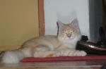 Oyen - Maine Coon Cat