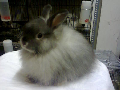 Kiky - Jersey Wooly + Netherland Dwarf Rabbit