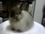 Kiky - Jersey Wooly + Netherland Dwarf Rabbit