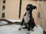 Boxer Mix - Boxer Mix Dog