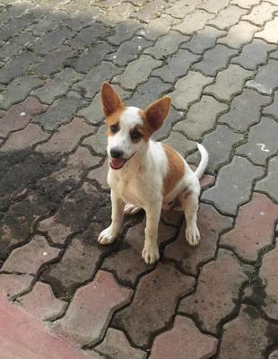 Jack Russel Mix (Sam) - Mixed Breed Dog