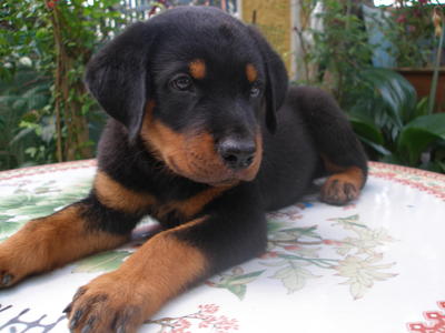 Rottweiler Puppies For Sale - Rottweiler Dog