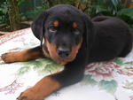 Rottweiler Puppies For Sale - Rottweiler Dog