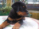 Rottweiler Puppies For Sale - Rottweiler Dog