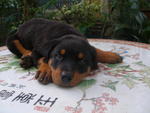 Rottweiler Puppies For Sale - Rottweiler Dog