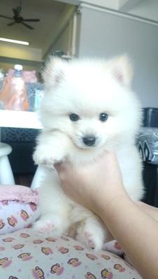 White Pomeranian For Sale - Pomeranian Dog