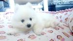 White Pomeranian For Sale - Pomeranian Dog