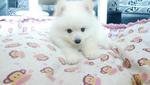 White Pomeranian For Sale - Pomeranian Dog