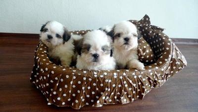 Shih Tzu  With Certificate - Shih Tzu Dog