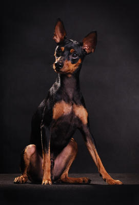 Killer - Miniature Pinscher Dog