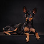 Killer - Miniature Pinscher Dog