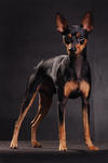 Killer - Miniature Pinscher Dog