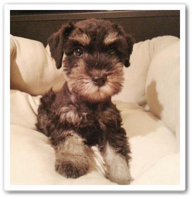 Black &amp; Silver - Schnauzer Dog