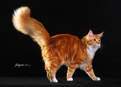 Gp Versus Daichi Of Kohun - Maine Coon Cat