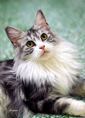 Ch Versus Shizuru Of Kohun - Maine Coon Cat