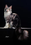 Ch Versus Shizuru Of Kohun - Maine Coon Cat