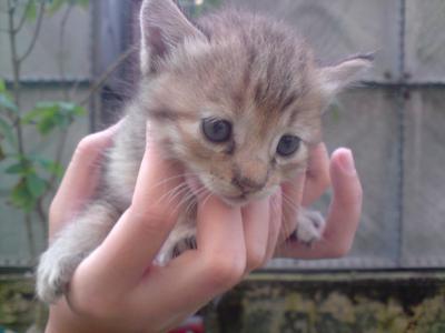 Miki And Her Kittens - Domestic Short Hair Cat