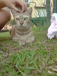 Miki And Her Kittens - Domestic Short Hair Cat