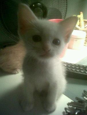 Lil Snowy - British Shorthair + Japanese Bobtail Cat