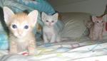 play on the bed with other kitten