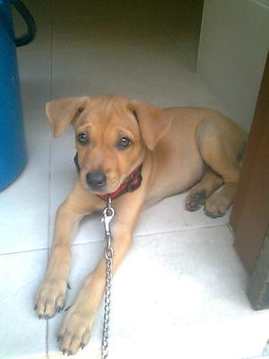 Angel Cutie - Mixed Breed Dog