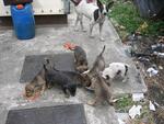 Poppy's 7 pups and Happy in the background, who is their current caretaker in Poppy's absence