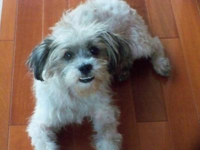 Found @ Seri Muda - Shih Tzu Dog