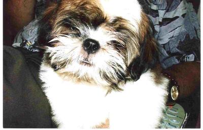 Lost Shih Tzu - Shih Tzu Dog