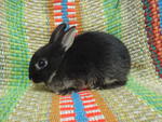 Baby Netherland Dwarf - Netherland Dwarf Rabbit