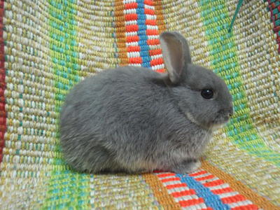 Baby Netherland Dwarf 2 - Black Russian Terrier Rabbit