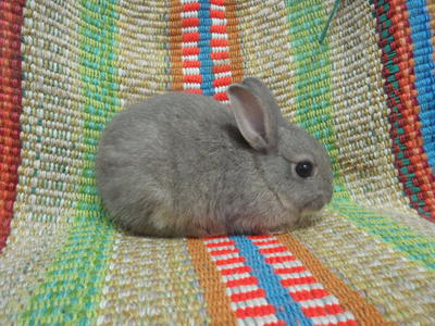 Baby Netherland Dwarf 3 - Netherland Dwarf Rabbit