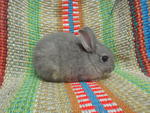 Baby Netherland Dwarf 3 - Netherland Dwarf Rabbit