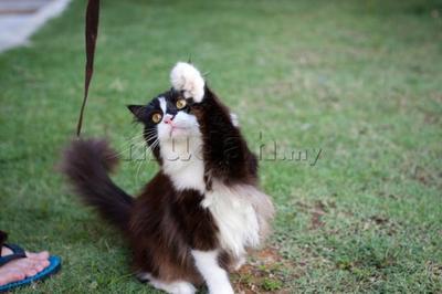 Silver - Maine Coon + Persian Cat