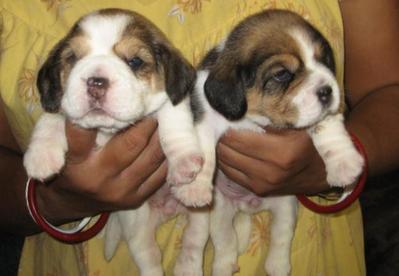 Cute Beagle Puppies Champion Line  - Beagle Dog