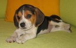 Cute Beagle Puppies Champion Line  - Beagle Dog