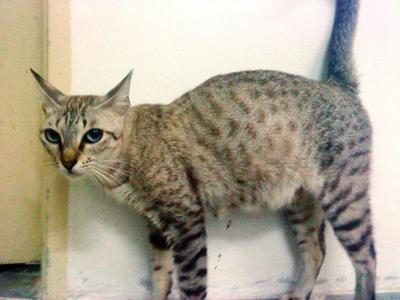 Sheila - Domestic Short Hair + Egyptian Mau Cat