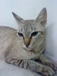 Sheila - Domestic Short Hair + Egyptian Mau Cat