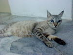 Sheila - Domestic Short Hair + Egyptian Mau Cat