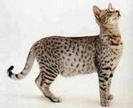 Example of Egyptian Mau breed (1)