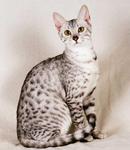 Example of Egyptian Mau breed (2)