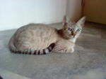 Sheila - Domestic Short Hair + Egyptian Mau Cat