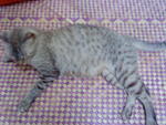 Sheila - Domestic Short Hair + Egyptian Mau Cat